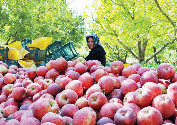 سیب صادراتی شش برابر ارزان‌تر از بازار داخلی